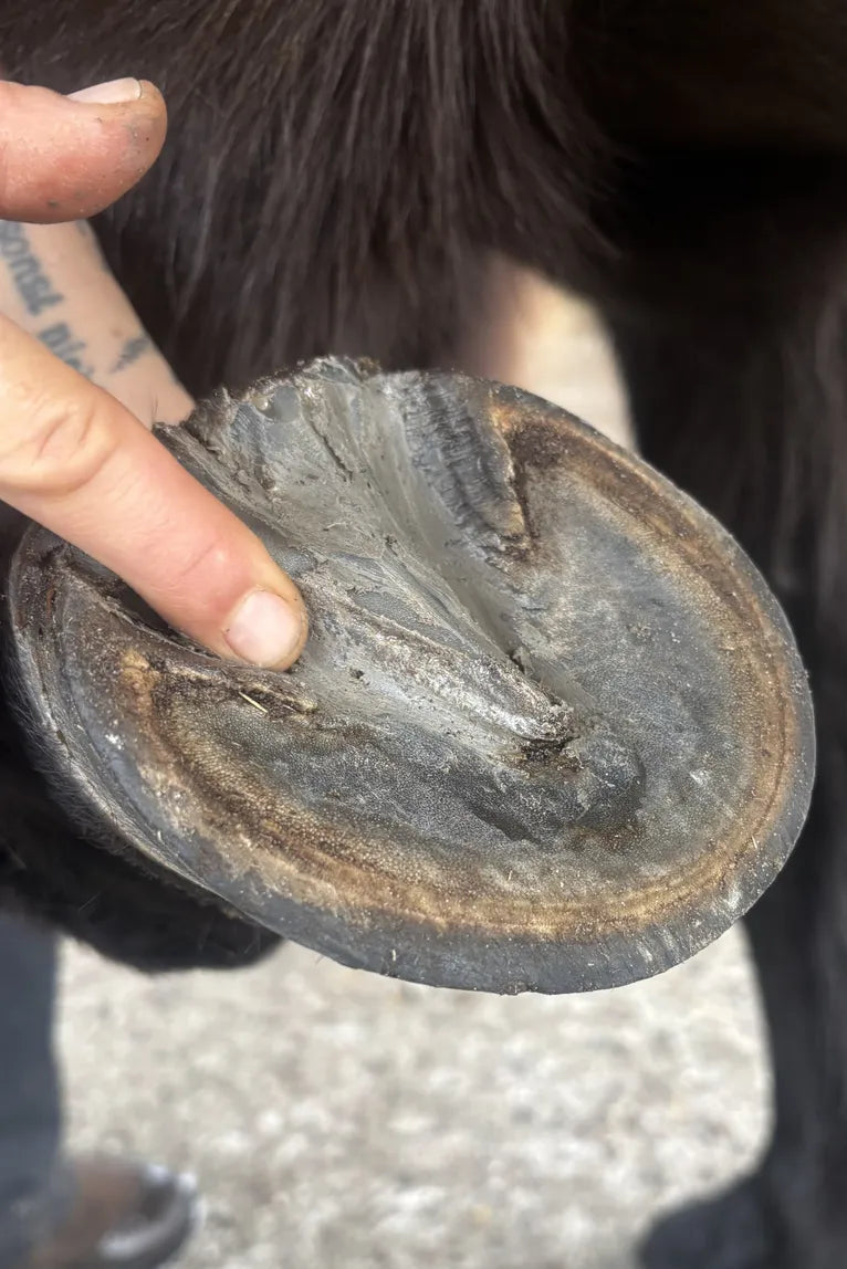 Gobarhuf Paste - Inner Shield