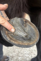 Gobarhuf Paste - Inner Shield