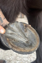 Gobarhuf Paste - Inner Shield