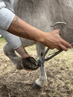 Komfortable Einhand-Bedienung der kompakten Bassoli 12-Zoll-Hufzange beim Ansetzen an einem kleinen Ponyhuf.