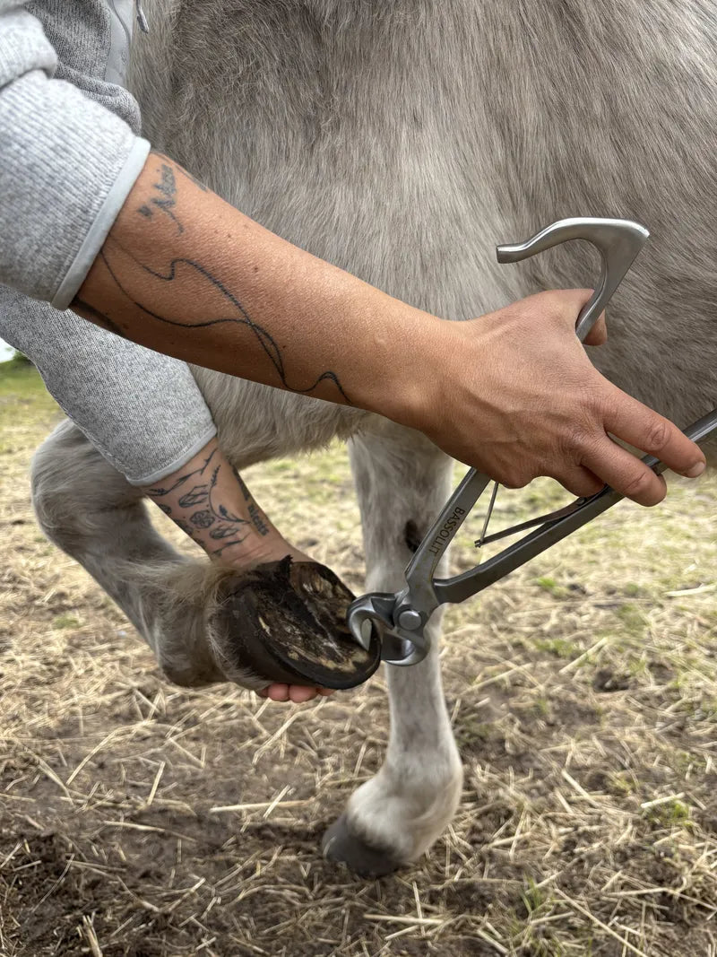 Komfortable Einhand-Bedienung der kompakten Bassoli 12-Zoll-Hufzange beim Ansetzen an einem kleinen Ponyhuf.