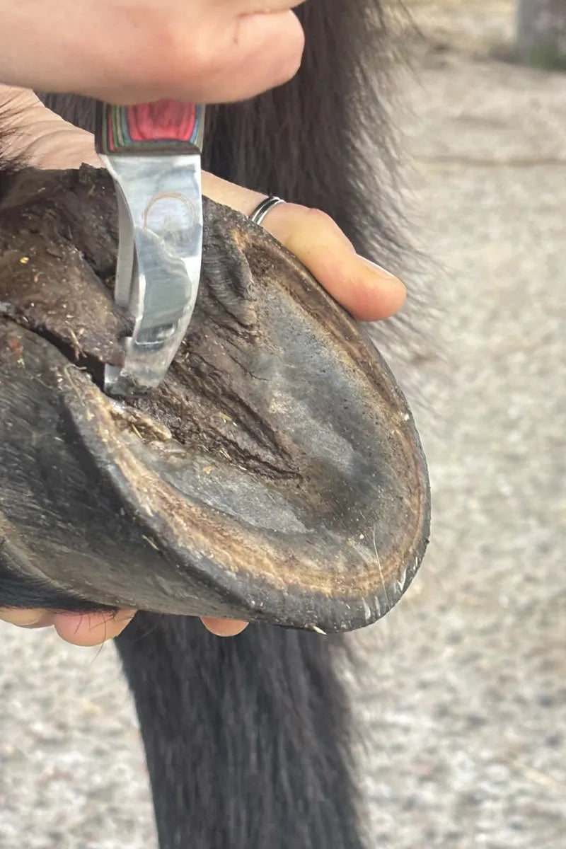 Präzise Reinigung der Strahlfurchen beim Pferd mit dem beidseitig schneidenden GoBarhuf Hufmesser Loop.