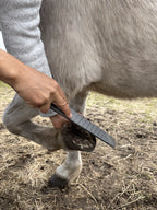 Effizientes Planen des Tragrandes am Pferdehuf mit der groben Seite der Gobarhuf Profi Raspel Blade 14 Zoll.