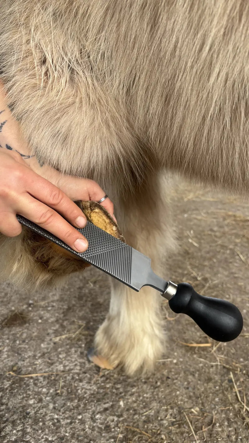 Hufbearbeiter bei der Anwendung der Mini-Raspel an einem hellen Pony im Stallbereich.