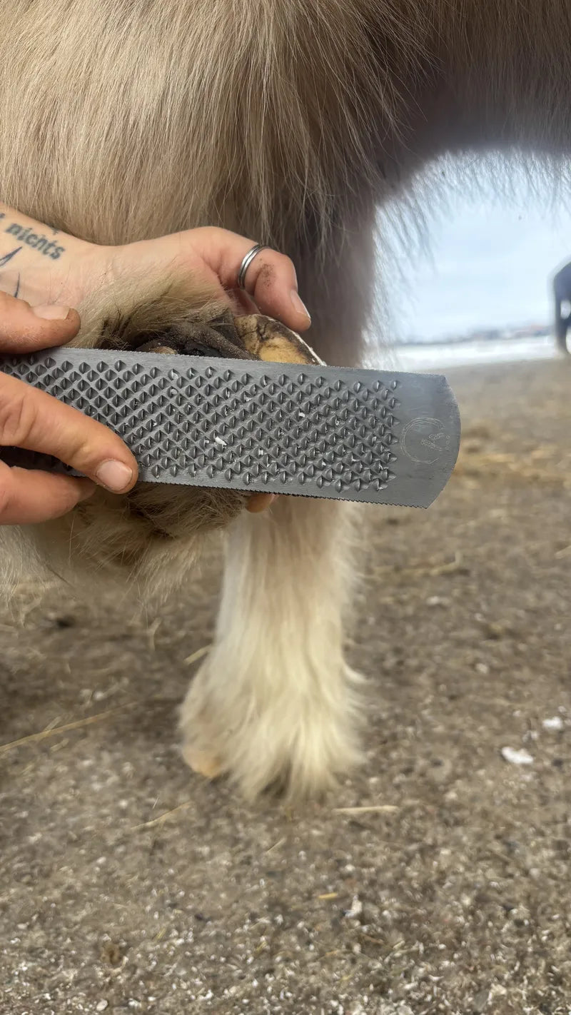 Nahaufnahme der groben Raspelseite beim Glätten des Tragrandes eines Ponys.