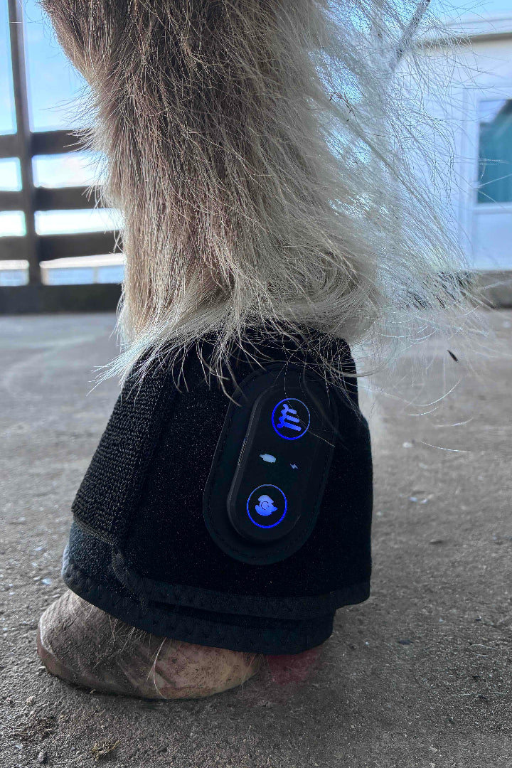 Nahaufnahme einer Rotlicht-Hufglocke am Huf eines Pferdes zur Förderung der Durchblutung am Kronrand.