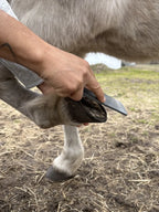 Präzise Hufbearbeitung an einem kleinen Ponyhuf mit der handlichen Mini-Raspel Baby 8 Zoll.