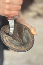 Entfernen von losem Sohlenhorn am Pferdehuf mit dem GoBarhuf Loop-Messer aus japanischem Spezialstahl.