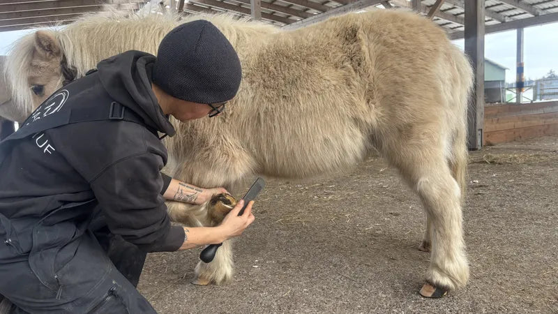 Anwendung der feinen Feilenseite der Mini-Raspel für ein glattes Huf-Finish.